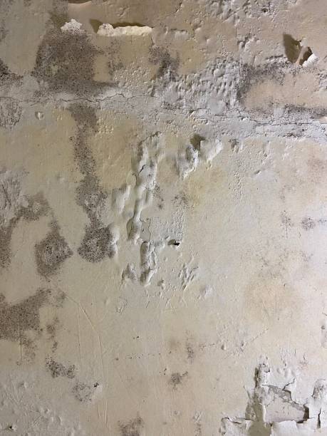 Best Industrial Mold Remediation in , TN